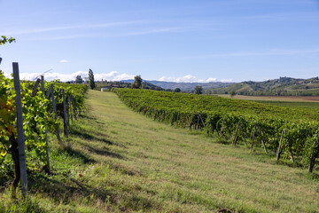 Green grapevines stretching across gentle hills under a clear blue sky, showing the rich agricultural tradition and natural beauty of the italian winemaking region