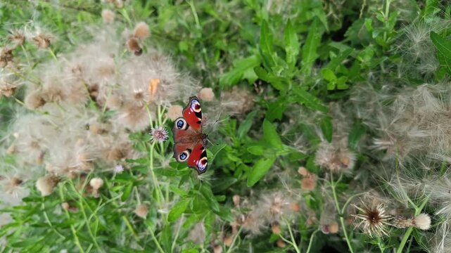 Natural shot of a peacock eye butterfly (Aglais io) gently opening and closing its wings while perched on the fluffy seed heads of Cirsium arvense in a green field. Ideal for nature documentaries, edu