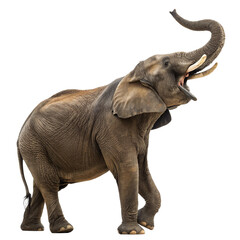 Obraz premium Majestic African elephant profile, showcasing intricate skin texture and wise eye, a powerful symbol of nature's grandeur and resilience. 