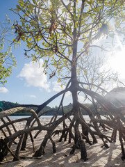 Red mangrove (rhizophora mucronata) plants and its aerial roots at low tide, Curieuse island, Seychelles