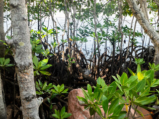 Red mangrove (rhizophora mucronata) plants and its aerial roots at low tide, Curieuse island, Seychelles