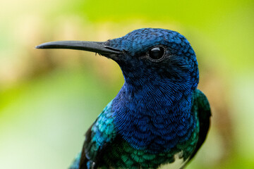 Detailed close-up of a stunning blue hummingbird with iridescent feathers, photographed in the rainforest of Ecuador.