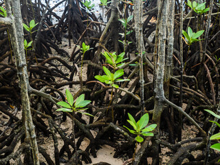 Red mangrove (rhizophora mucronata) plants and its aerial roots at low tide, Curieuse island, Seychelles