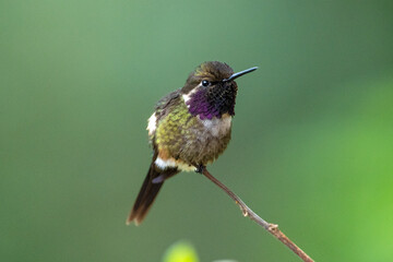Close-up of a Purple-throated Woodstar hummingbird perched on a branch, showing vibrant purple throat and green plumage in Ecuadorian forest.