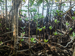 Red mangrove (rhizophora mucronata) plants and its aerial roots at low tide, Curieuse island, Seychelles