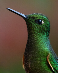 Close-up portrait of a hummingbird with iridescent green feathers, sharp beak and detailed plumage, Ecuadorian forest background. © Mateo