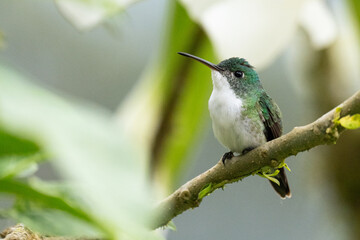 Close-up of a white-necked hummingbird perched on a branch with green plumage and white chest in Ecuadorian tropical forest.