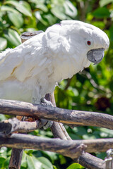 White Cockatoo