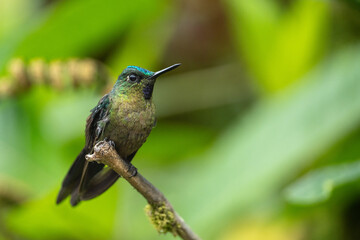 Close-up of a Green-crowned hummingbird resting on a branch in Ecuadorian rainforest, vibrant green plumage with blue crown detail.
