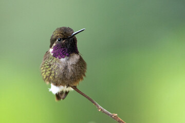 Close-up of a Purple-throated Woodstar hummingbird perched on a branch, showing vibrant purple throat and green plumage in Ecuadorian forest.
