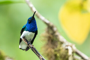 Close-up of a White-necked Jacobin hummingbird perched on a branch, looking upward in a tropical Ecuadorian forest with blurred background.