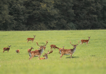 Naklejka premium Beautiful park with many fallow deer at sunset