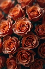 Many terracotta roses form full beautiful bouquet. Blooming flowers show warm orange brown petals in close up. Petal texture, detailed patterns clearly visible. Elegant floral arrangement creates