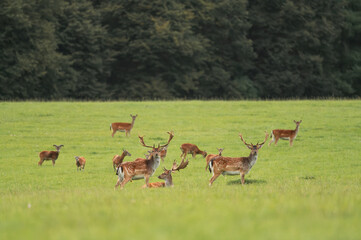 Beautiful park with many fallow deer at sunset