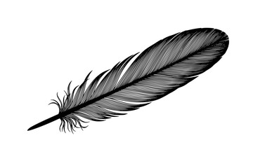 Black Vector Silhouette: Single Feather with Delicate Vanes	