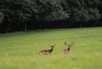 Beautiful park with many fallow deer at sunset