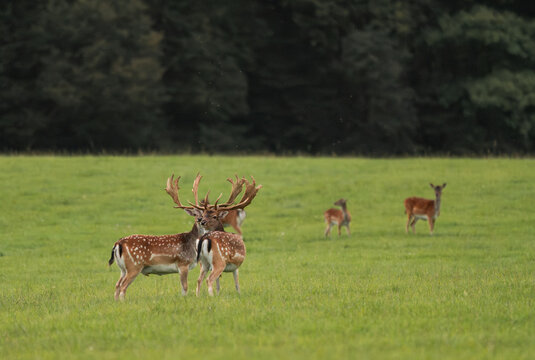 Beautiful park with many fallow deer at sunset - Powered by Adobe