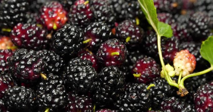 Mulberry berries. Mulberry - fruit tree whose fruits have many beneficial properties. Morus, genus of flowering plants in family Moraceae, consists of 19 species of trees commonly known as mulberries