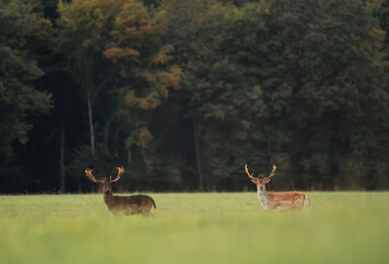 Beautiful park with many fallow deer at sunset