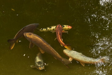 Poissons color&eacute;s dans l'une des pi&egrave;ces d'eau au Jardin Botanique d'Anvers (Antwerpen)
