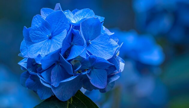 Vibrant blue hydrangea close-up
