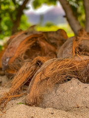 Des bourres de coco posées au sol - fibre de coco