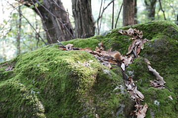 ROCCIA COPERTA DI MUSCHIO