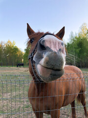 A brown horse with a white nose is standing in a fenced area
