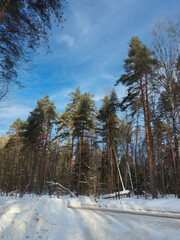 A road with trees in the background