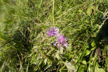FIORE DI MONTAGNA