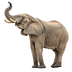 Obraz premium Majestic African elephant trumpeting triumphantly with raised trunk, showcasing powerful presence and wild beauty 
