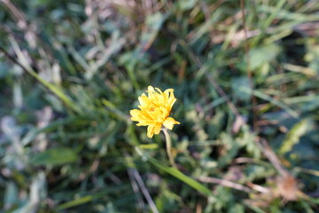 FIORE GIALLO SPONTANEO © GIOVANNI