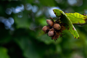 orzechy, laskowe,las,liście,drzewa, gałęzie,owoce, jesień © Estera