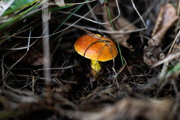 grzyby,jesień, las, liście, czerwony, muchomor, trawa, ściółka © Estera