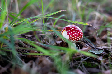 grzyby,jesień, las, liście, czerwony, muchomor, trawa, ściółka © Estera
