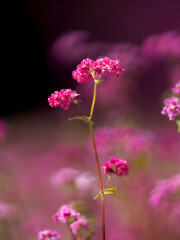 Obraz premium 赤蕎麦の花