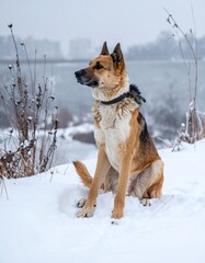 Dog in snowy landscape