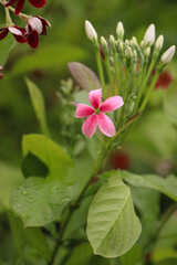 Obraz premium Close of Combretum indicum with green leaves and blurred background. Close-up Combretum indicum (Rangoon creeper, Chinese honeysuckle, Drunken sailor) flowers with green leaves and blurred background.