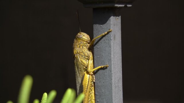 Detail of a grasshopper in a window.