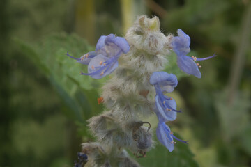 naturaleza, flor, macro