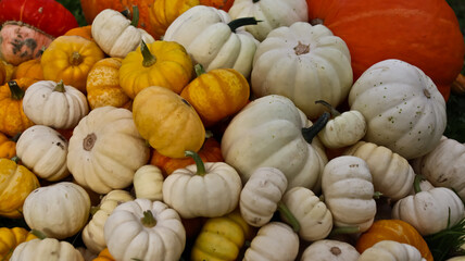 A composition of pumpkins of various sizes, shapes, and colors against a backdrop of green grass. The pumpkins are densely packed together. The photo is taken at eye level, close-up. 