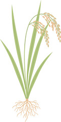 Fototapeta premium rice plant illustration with ears and roots on a white background