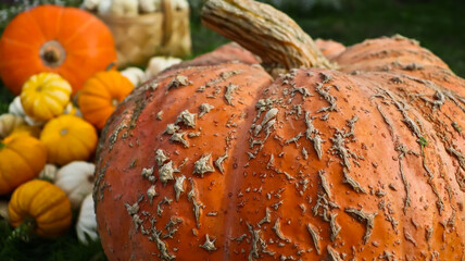A composition of pumpkins of various sizes, shapes, and colors against a backdrop of green grass. The pumpkins are densely packed together. The photo is taken at eye level, close-up. 
