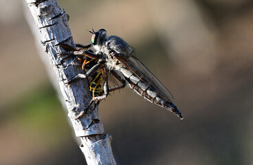 Robber fly sitting on branch holding a dead wasp