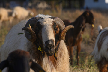Portrait of ram on Cyprus pasture