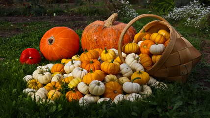 A composition of pumpkins of various sizes, shapes, and colors against a backdrop of green grass. The pumpkins are densely packed together. The photo is taken at eye level, close-up. 
