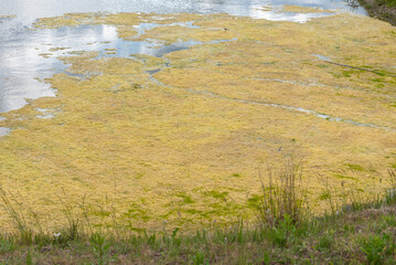 Small pond with algae and boat by grassy shore under cloudy sky