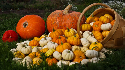 A composition of pumpkins of various sizes, shapes, and colors against a backdrop of green grass. The pumpkins are densely packed together. The photo is taken at eye level, close-up. 