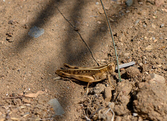 Grasshopper sitting on clay soil in Cyprus