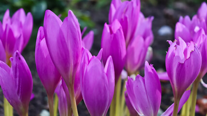 A close-up of delicate pink colchicum flowers.
A beautifully blooming purple colchicum against a natural background. Blooming purple colchicum.
Colchicum, autumn crocus, or taked dadi, blooms in Septe